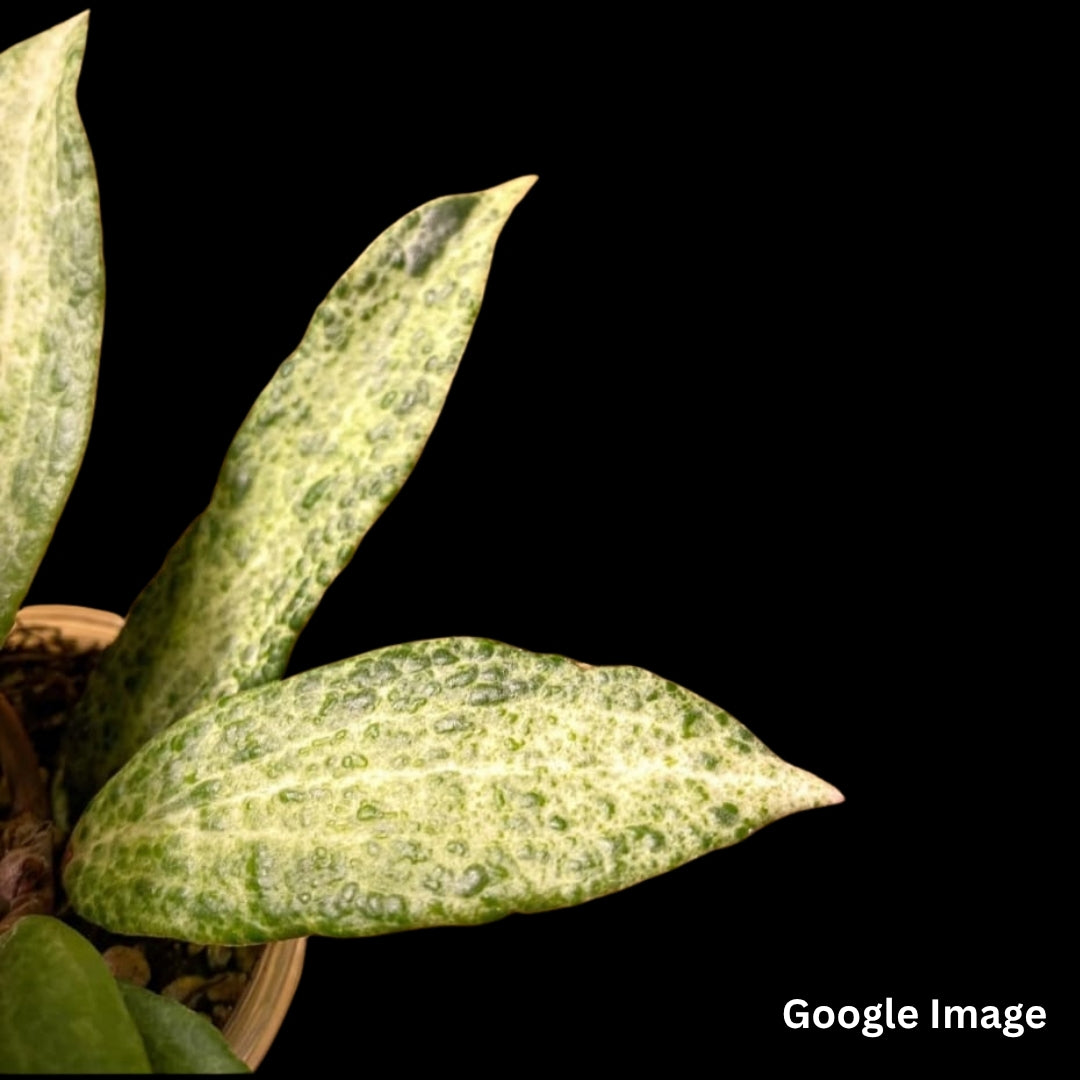 Hoya Crocodile (Small) PRE-ORDER-JULY091