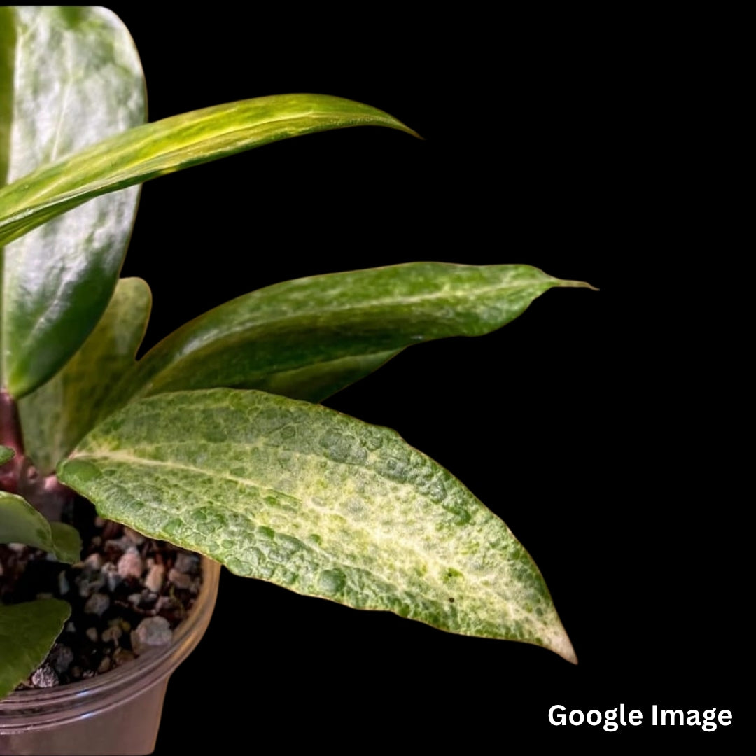 Hoya Crocodile (Small) PRE-ORDER-JULY091