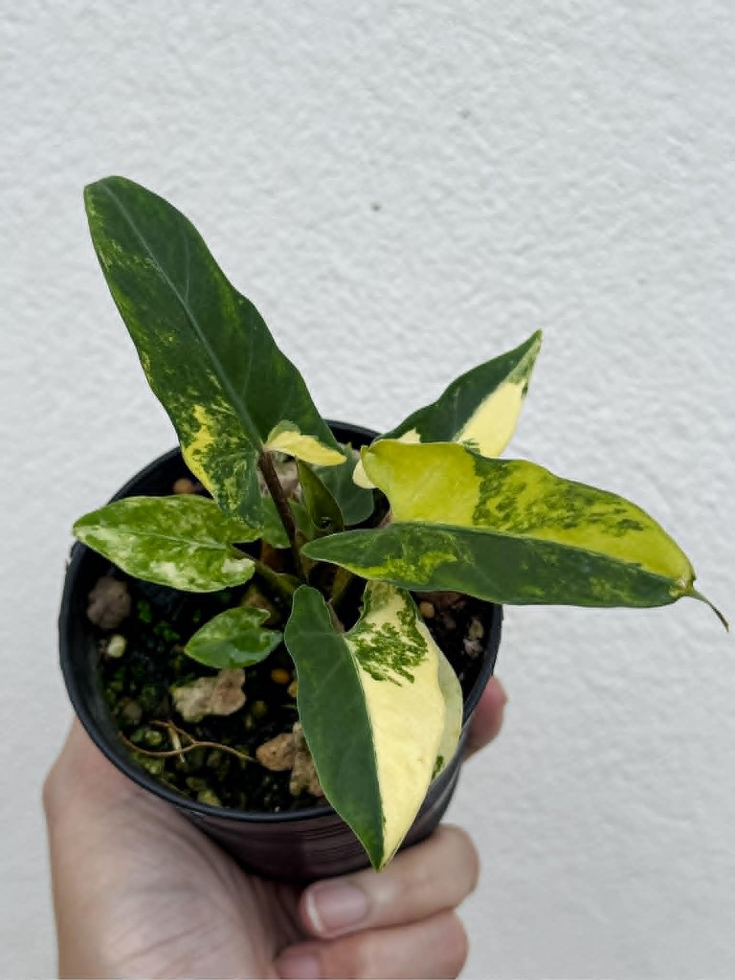 Alocasia Lauterbachiana Aurea - Pre Order