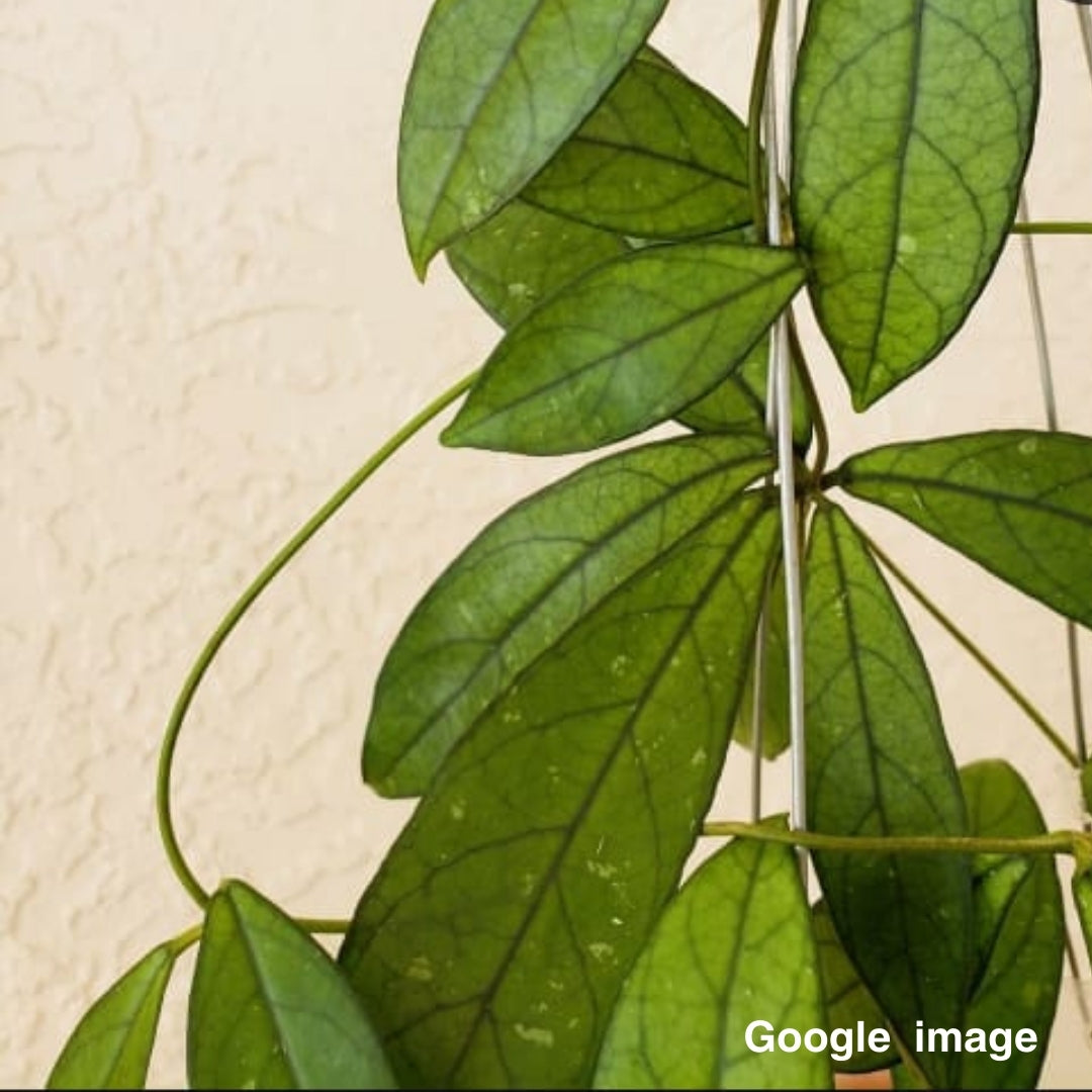 Hoya Crassipetiolata Large (PRE-ORDER)-JULY093