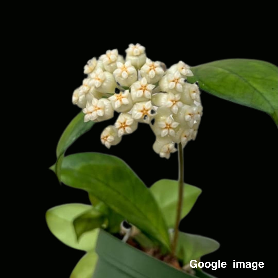 Hoya Crassipetiolata Large (PRE-ORDER)-JULY093