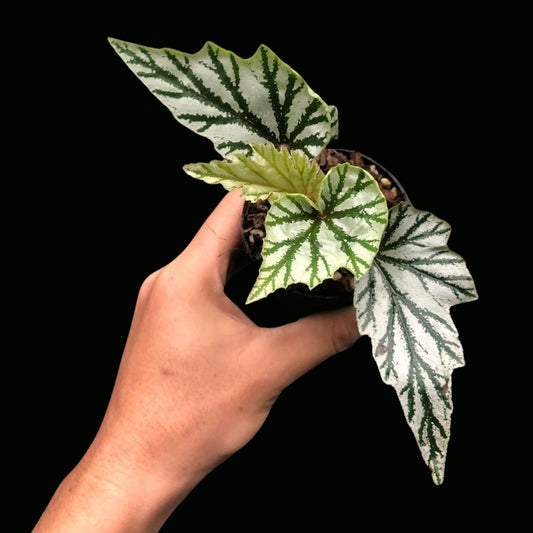 Begonia Luna's Green (PRE-ORDER)-JUL094