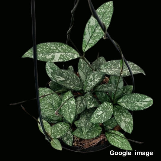 Hoya Crassipetiolata Splash (Large) PRE-ORDER-JULY142