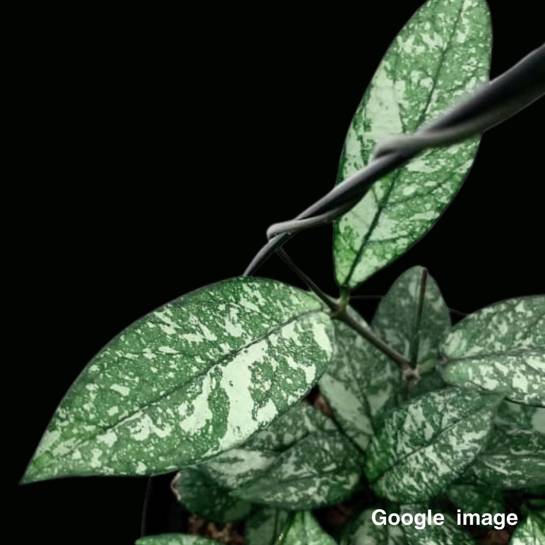 Hoya Crassipetiolata Splash (Large) PRE-ORDER-JULY142