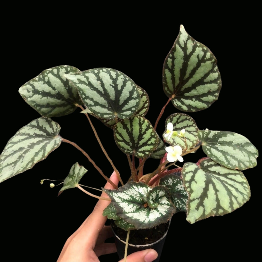 Begonia Luzonensis (PRE-ORDER)-JUL096