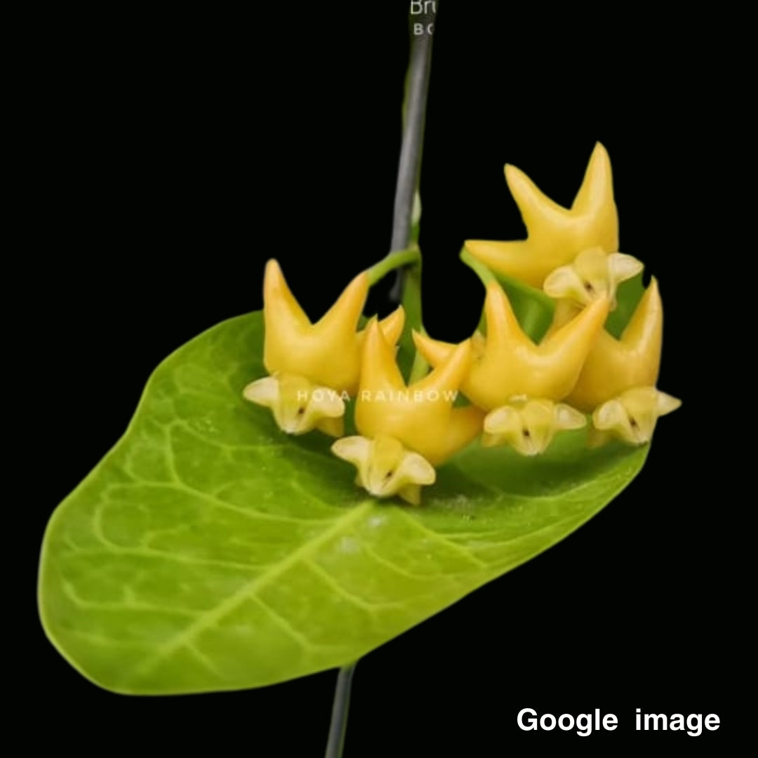 Hoya Cummingiana SP.bruno Purworejo Large (PRE-ORDER)-JULY096