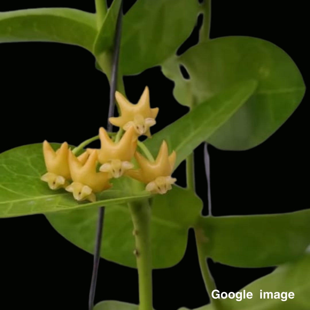 Hoya Cummingiana SP.bruno Purworejo Large (PRE-ORDER)-JULY096