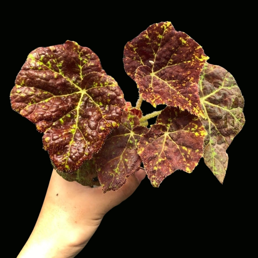 Begonia Marmauke (PRE-ORDER)-JUL099