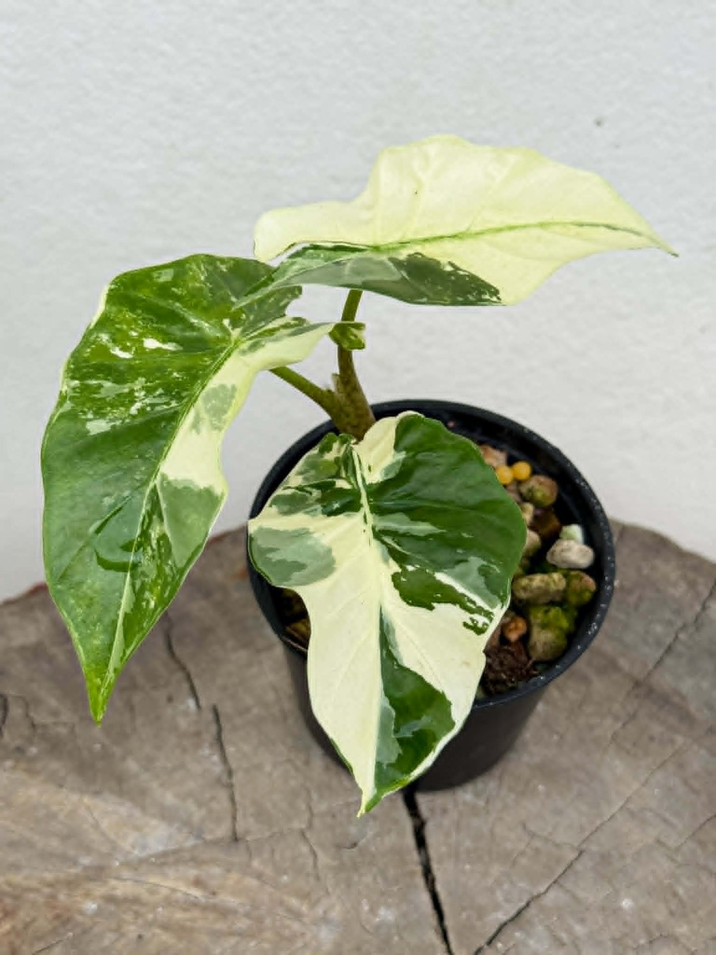 Alocasia Low Rider Albo - Pre Order