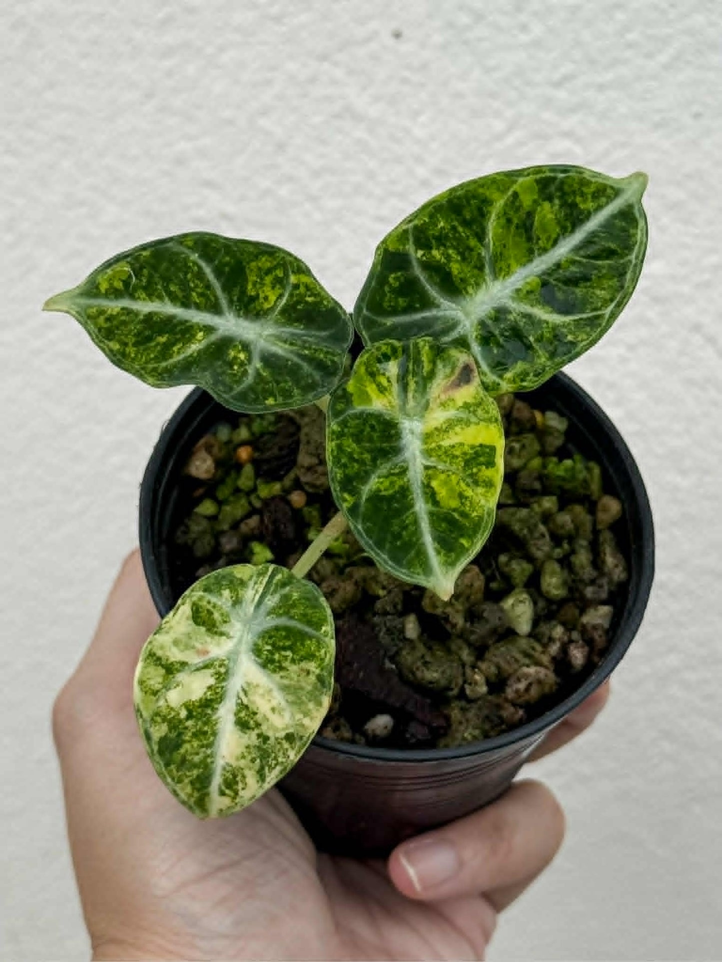 Alocasia Ninja Aurea - Pre Order