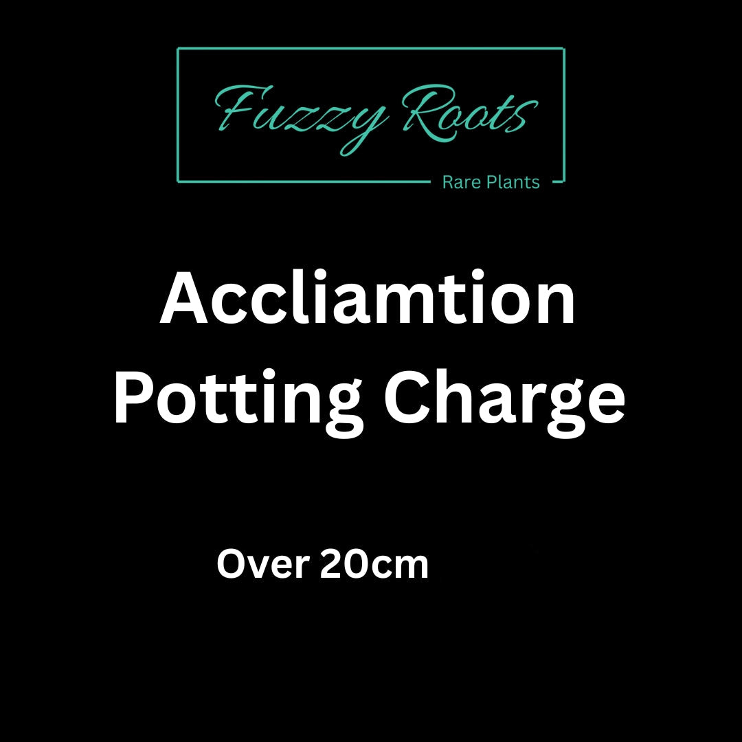Potting Charge (over 20cm)