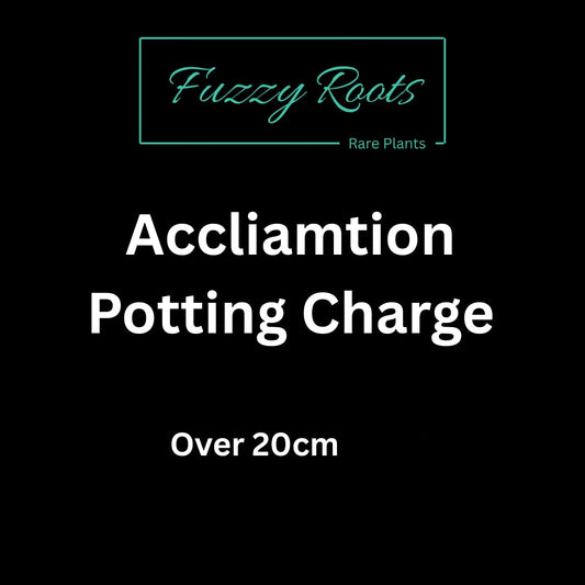 Potting Charge (over 20cm)