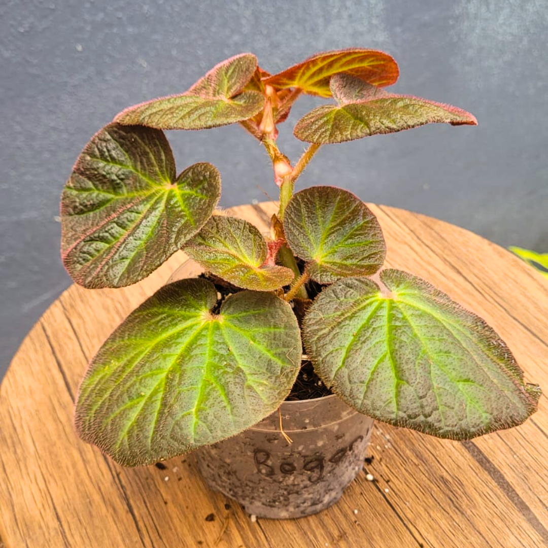 Begonia Manaus (PRE-ORDER)-JUL098