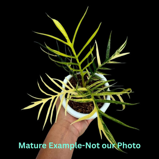 Philodendron Tortum Var (9cm Pot)- Pre Order JU9