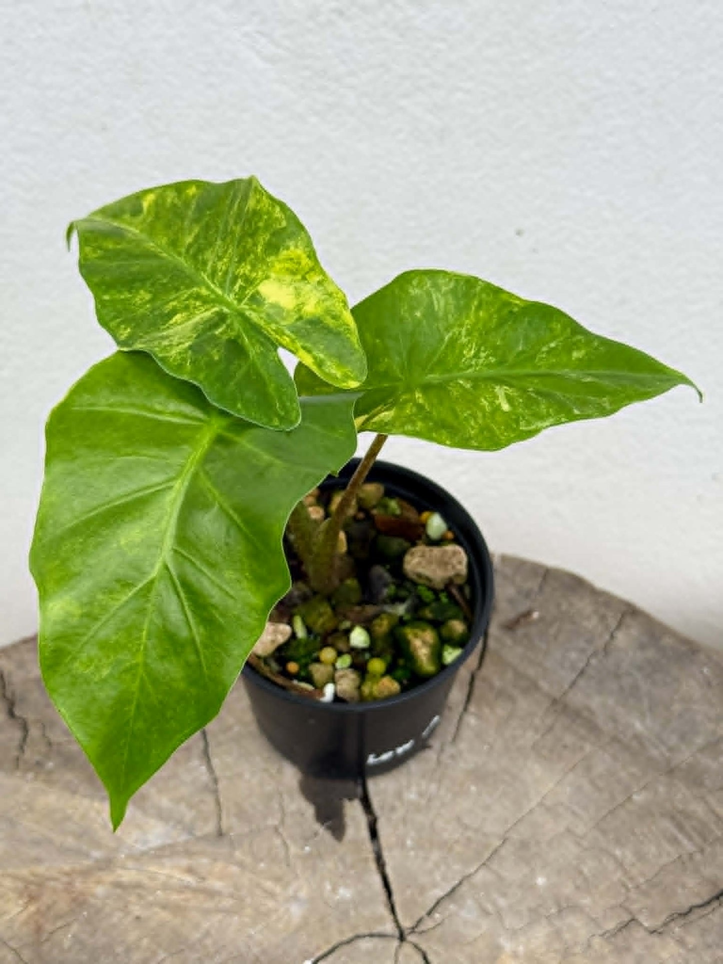 Alocasia Low Rider Aurea - Pre Order