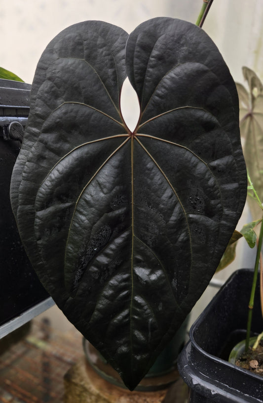 Ace of Spades Dark Form (parent plant)