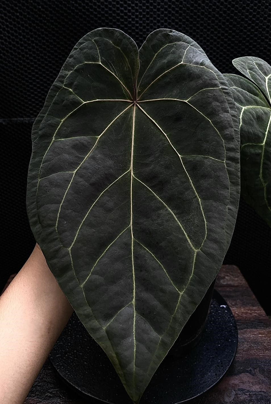 Ace of Spades SKG Red Emergent (parent plant)