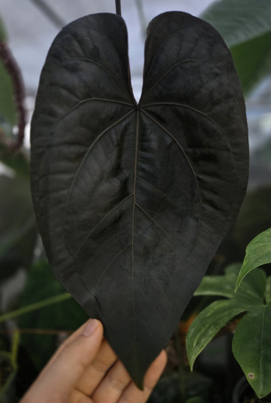 AOS Tezula Dark Form (parent plant)