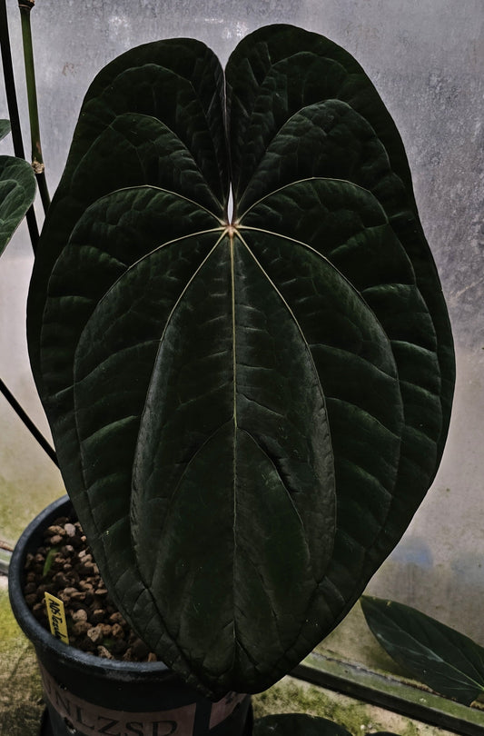 AOS Tezula*RVDP (parent plant)