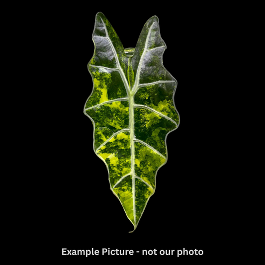 Alocasia Amazonica Aurea Tissue Culture (PRE-ORDER)-TC003