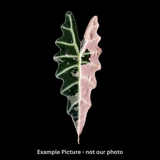 Alocasia Amazonica Albo/Pink Tissue Culture (PRE-ORDER)-TC002