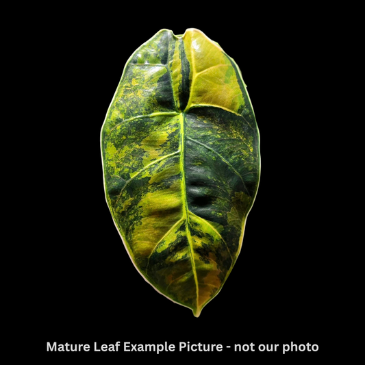 Alocasia Azlanii Aurea Tissue Culture (PRE-ORDER)-TC007
