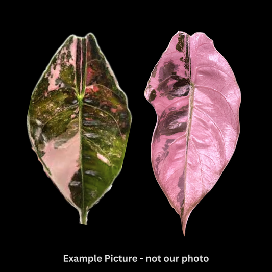 Alocasia Azlanii Albo/Pink Variegated Tissue Culture (PRE-ORDER)-TC006