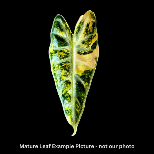 Alocasia Bambino Aurea Variegated Tissue Culture (PRE-ORDER)-TC010