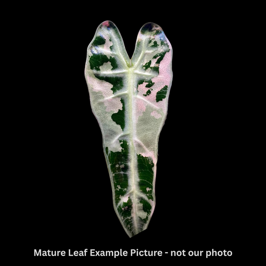 Alocasia Bambino Pink Variegated Tissue Culture (PRE-ORDER)-TC011