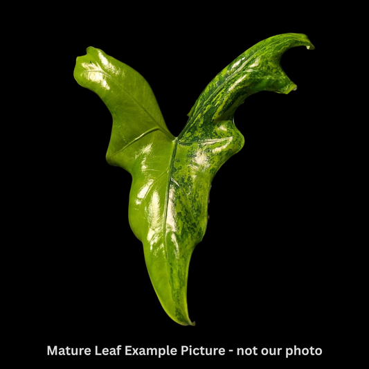 Alocasia Batwing Aurea Tissue Culture (PRE-ORDER)-TC012