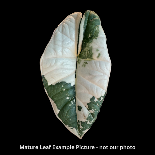 Alocasia Bisma Variegated Tissue Culture (PRE-ORDER)-TC017