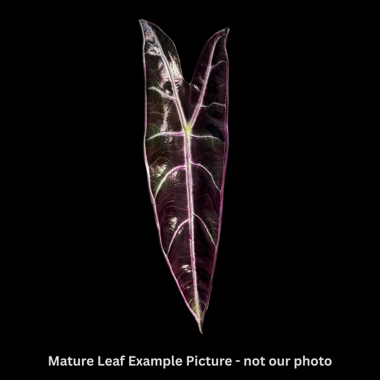 Alocasia Longiloba Purple Tissue Culture (PRE-ORDER)