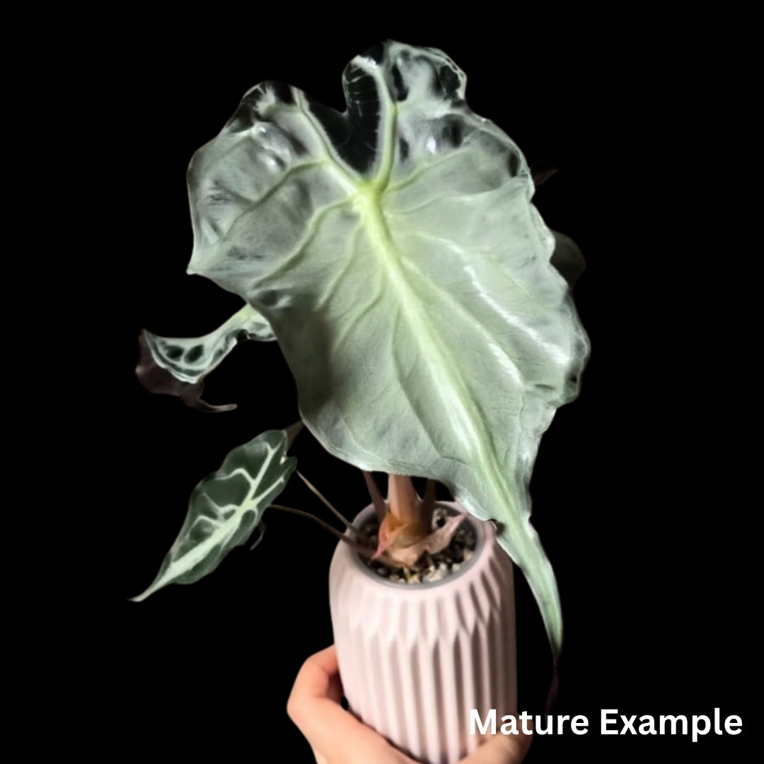 Alocasia Venom Tissue Culture (PRE-ORDER)-TC080