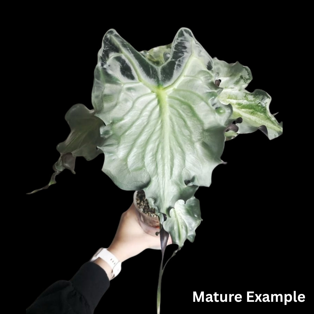Alocasia Venom Tissue Culture (PRE-ORDER)-TC080