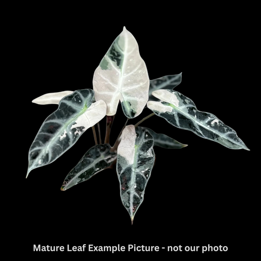 Alocasia Bambino Albo Tissue Culture (PRE-ORDER)-TC009