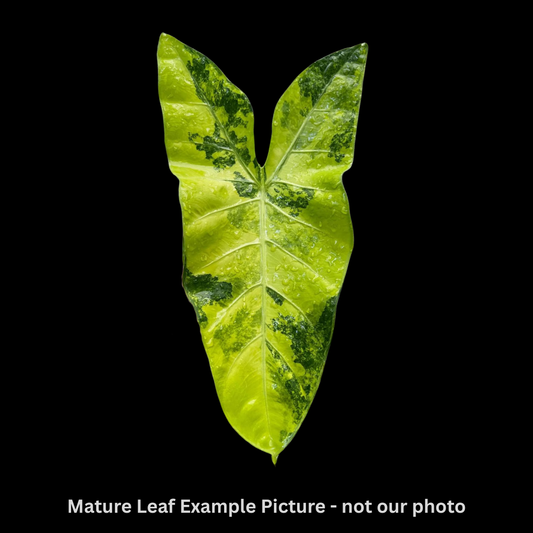 Alocasia Longiloba Aurea Variegated Tissue Culture (PRE-ORDER)TC-30