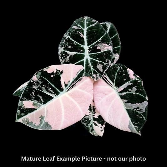 Alocasia Black Velvet (Albo/Pink) Variegated Tissue Culture (PRE-ORDER)-TC015
