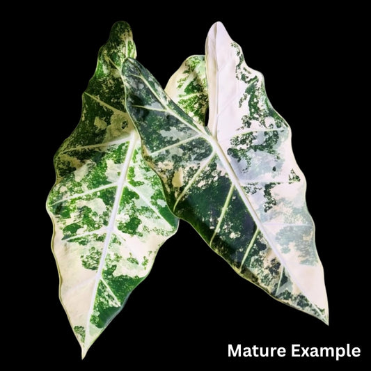 Alocasia Frydek Albo Tissue Culture (PRE-ORDER)-TC025