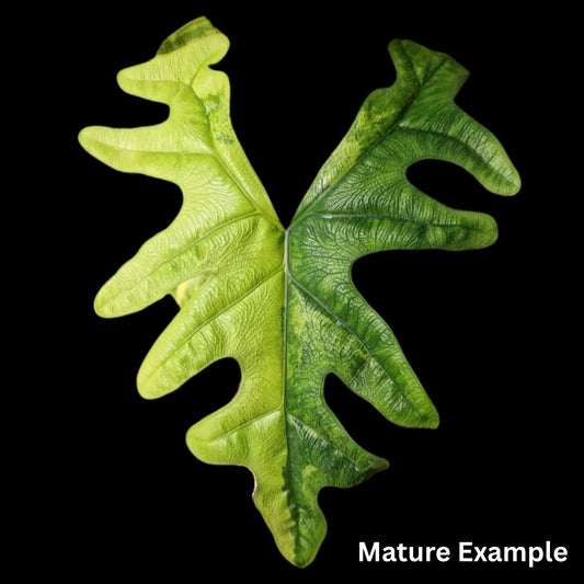 Alocasia Jacklyn Aurea Variegated Tissue Culture (PRE-ORDER)-TC030