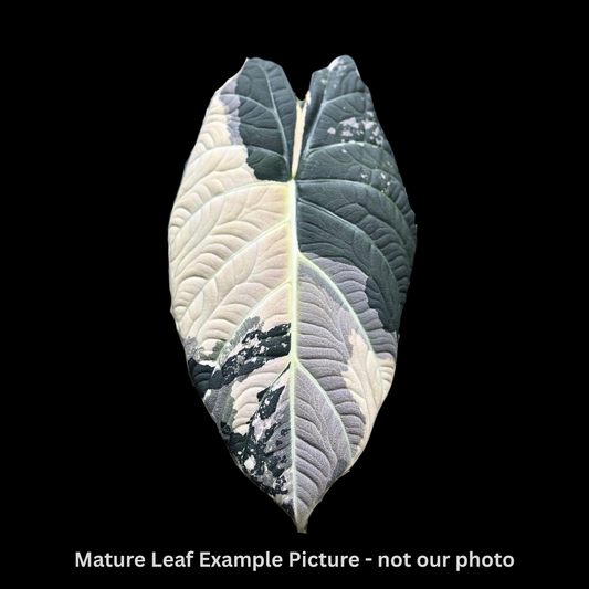 Alocasia Maharani Albo Tissue Culture (PRE-ORDER)TC-037