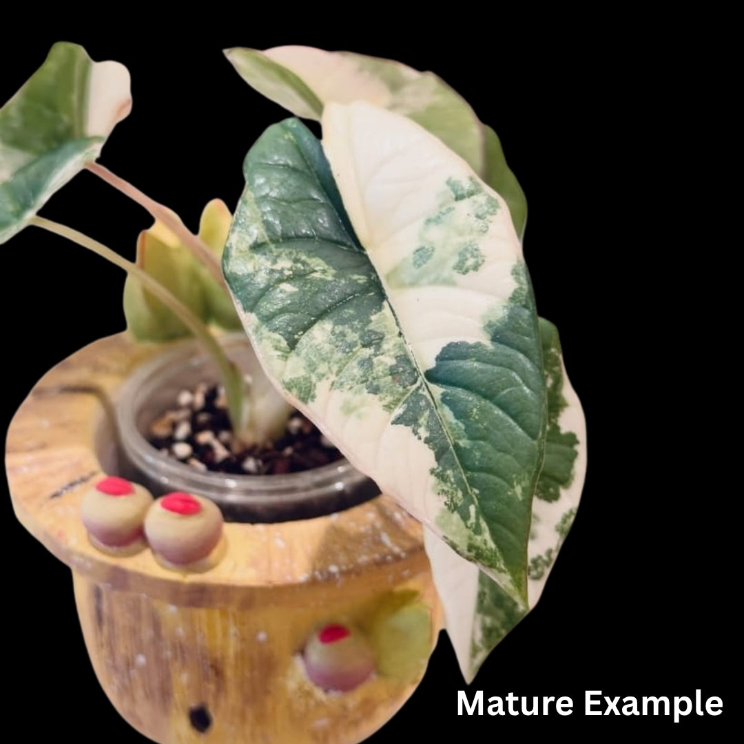Alocasia Platinum Albo Tissue Culture (PRE-ORDER)-TC050