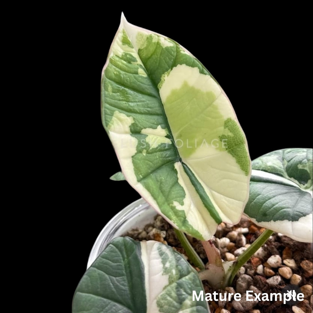 Alocasia Platinum Albo Tissue Culture (PRE-ORDER)-TC050