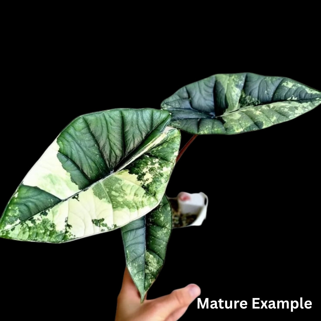 Alocasia Platinum Albo Tissue Culture (PRE-ORDER)-TC050
