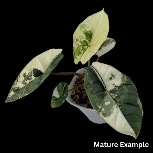 Alocasia Platinum Albo Tissue Culture (PRE-ORDER)-TC050