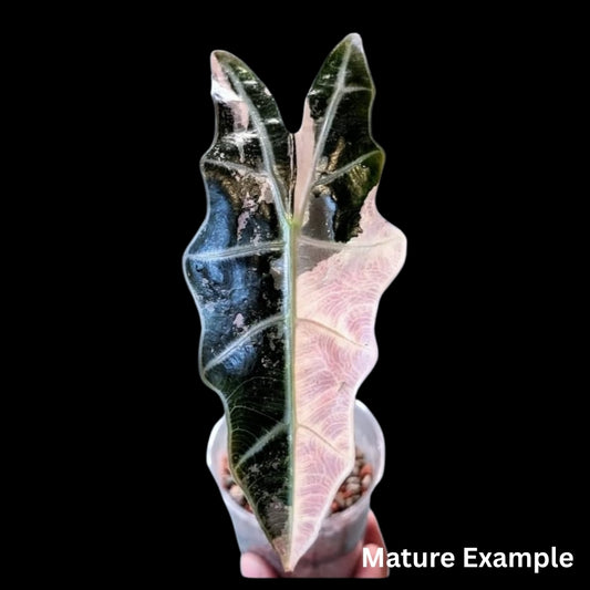 Alocasia Sanderiana Bull Albo/Pink Variegated Tissue Culture (PRE-ORDER)-TC060