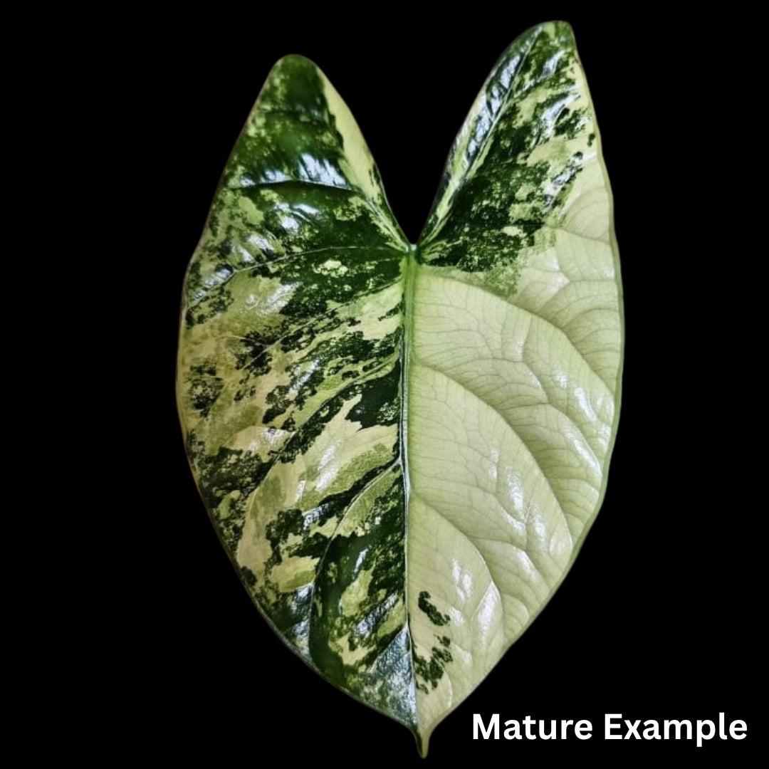 Alocasia Sinuata Albo Tissue Culture (PRE-ORDER)-TC070