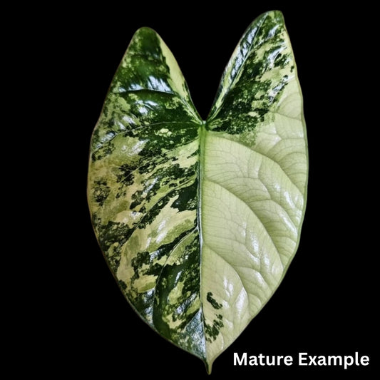 Alocasia Sinuata Albo Tissue Culture (PRE-ORDER)-TC070