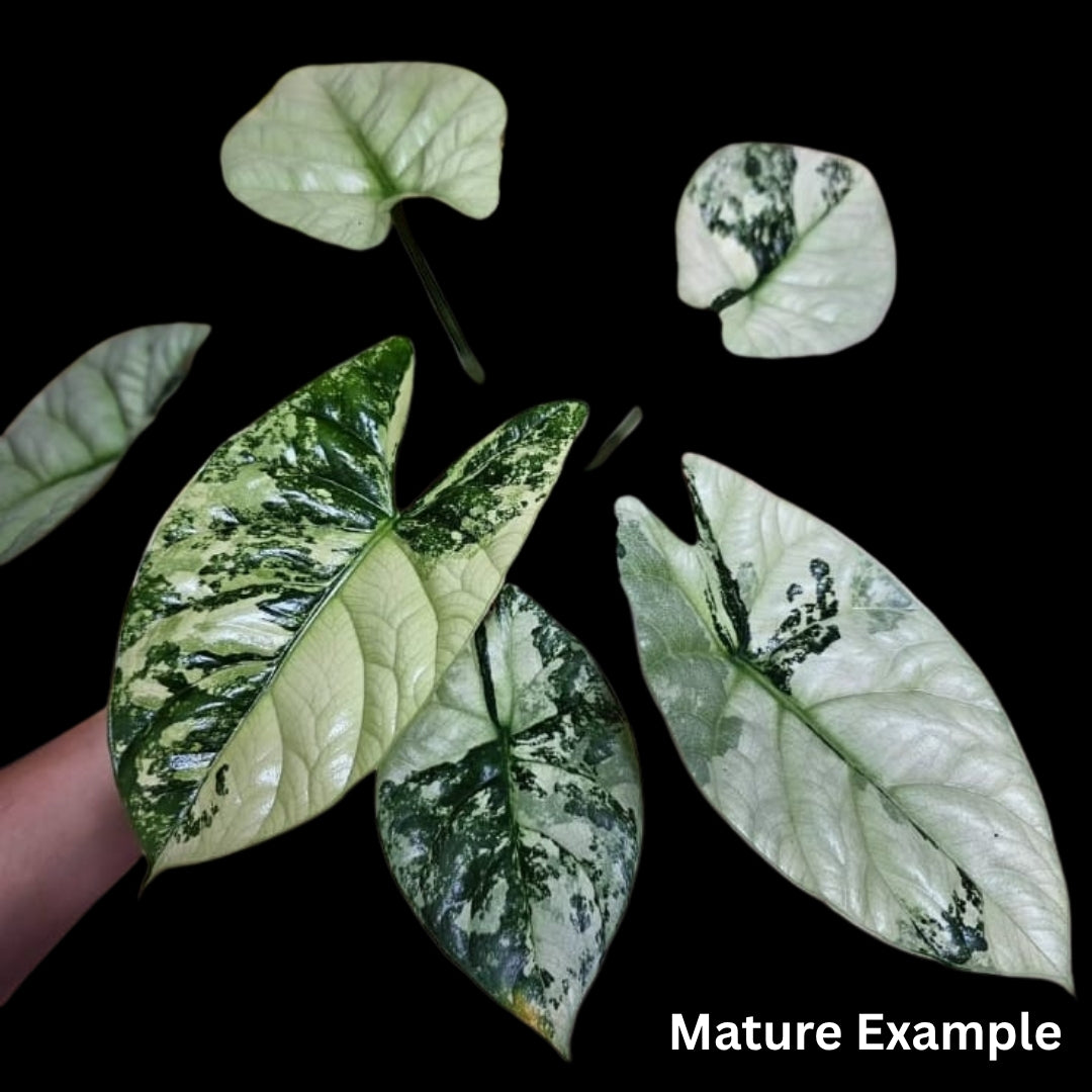 Alocasia Sinuata Albo Tissue Culture (PRE-ORDER)-TC070