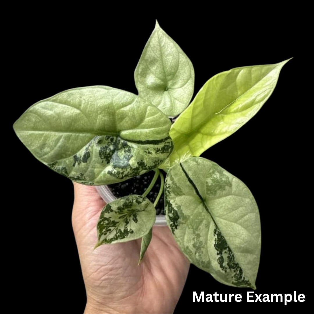 Alocasia Sinuata Albo Tissue Culture (PRE-ORDER)-TC070