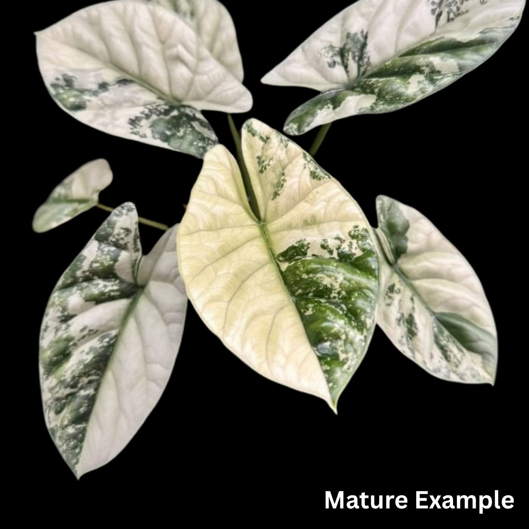 Alocasia Sinuata Albo Tissue Culture (PRE-ORDER)-TC070